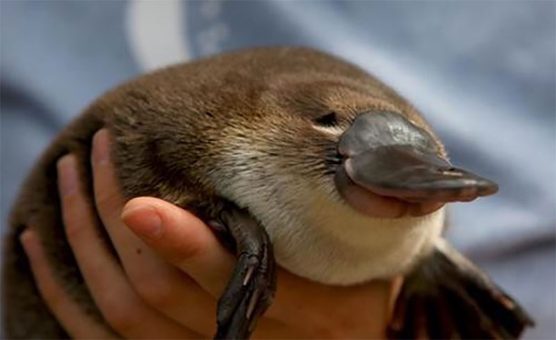 Illustration for article titled Australian Animals That Won't Kill You, Ranked